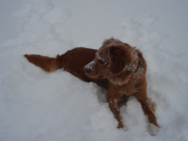 Emil leker seg i snen